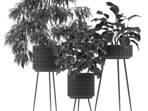 Plants collection 240 3D Model