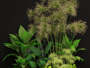 Plants collection 241 3D Model