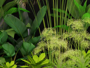 Plants collection 241 3D Model