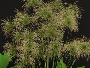Plants collection 241 3Dモデル