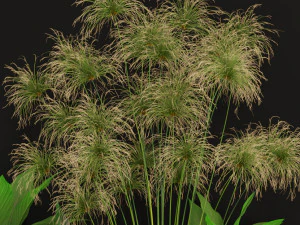 Plants collection 241 3D Model