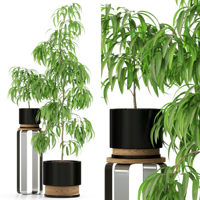 Plants collection 242 Modèle 3D .c4d .max .obj .3ds .fbx .stl .blend 