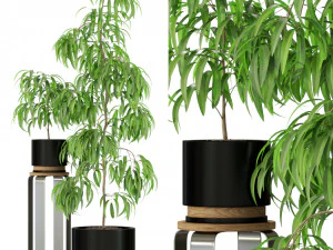 Plantencollectie 242 3D Model