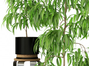 Plants collection 242 Modèle 3D