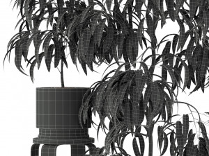 Plants collection 242 Modèle 3D