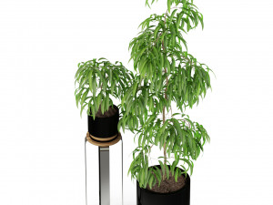 Plants collection 242 Modèle 3D