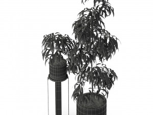 Plants collection 242 Modèle 3D