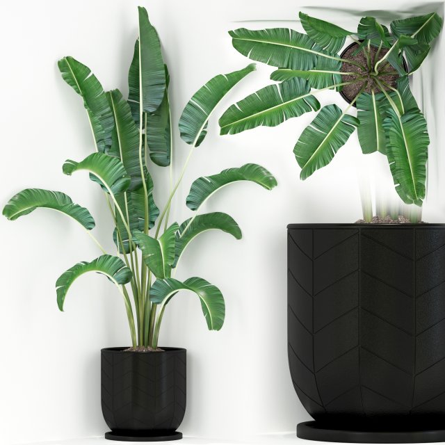 Plants collection 243 3D मॉडल .c4d .max .obj .3ds .fbx .stl .blend 