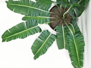 Plants collection 243 3D मॉडल