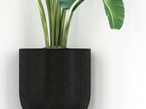 Plants collection 243 3D मॉडल