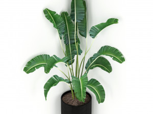 Plants collection 243 3D मॉडल
