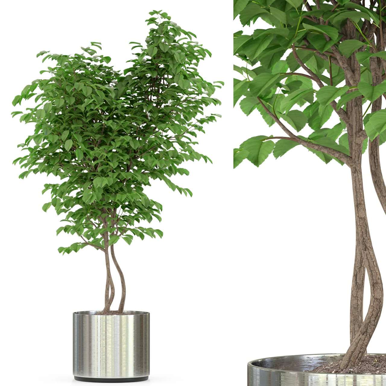 Plants collection 244 3D Model .c4d .max .obj .3ds .fbx .stl .blend
