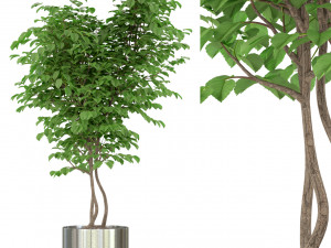 Plants collection 244 3Dモデル