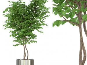 植物コレクション 244 3Dモデル