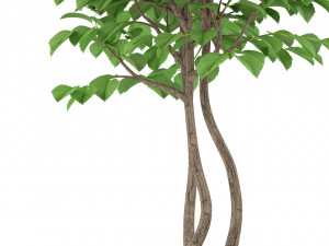 Collezione piante 244 Modello 3D