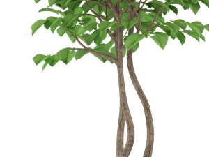 Plants collection 244 3D Model