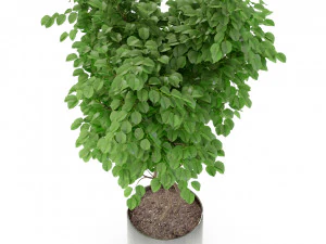 Plants collection 244 3D Model