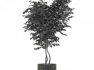 Plants collection 244 3D Model