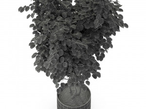 Collezione piante 244 Modello 3D