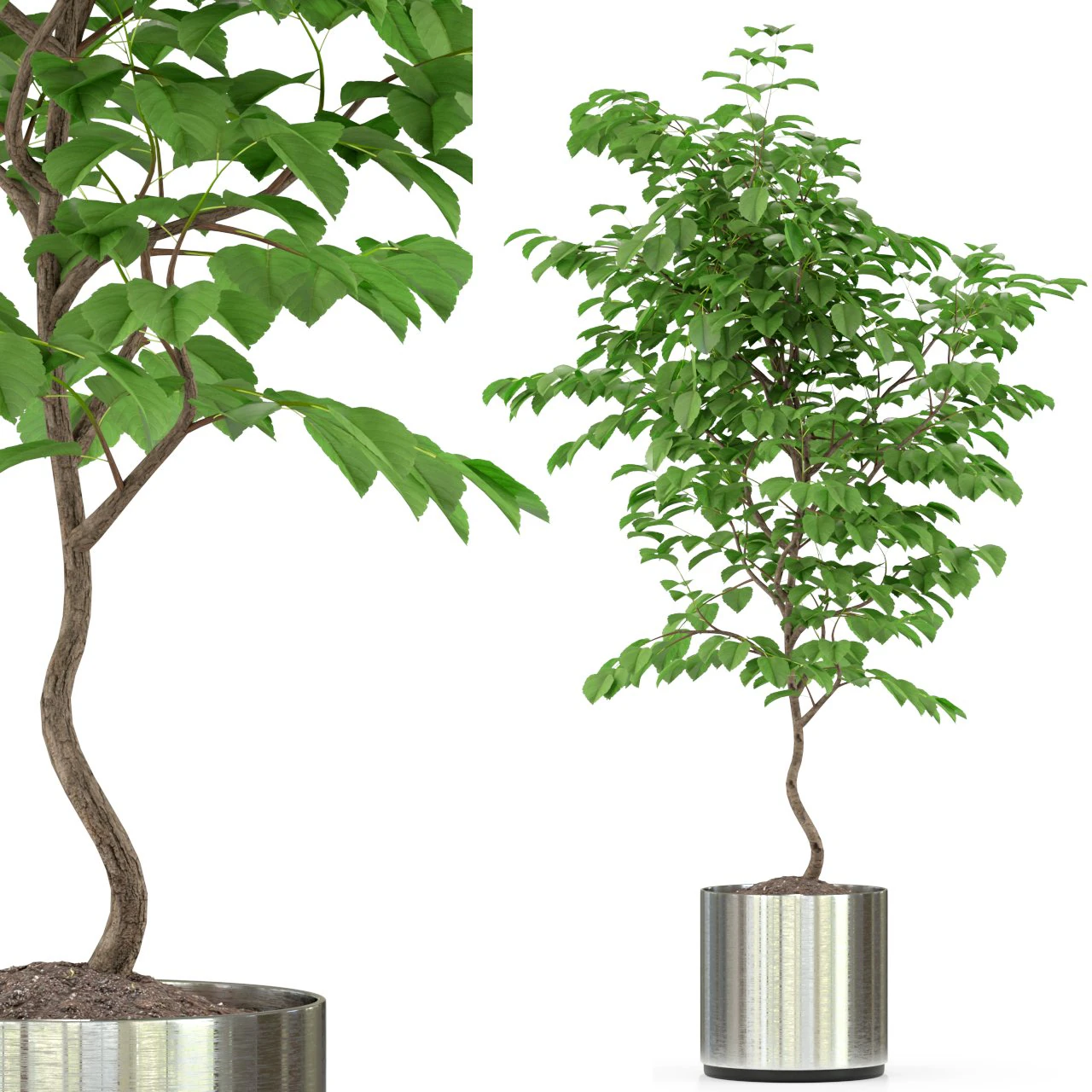 Plants collection 245 3D Model .c4d .max .obj .3ds .fbx .stl .blend 
