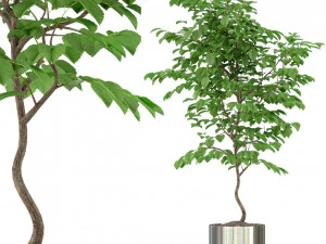 Collezione piante 245 Modello 3D