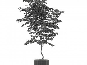 Plants collection 245 Modelo 3D