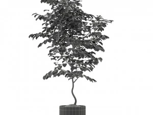 Plants collection 245 3D Model