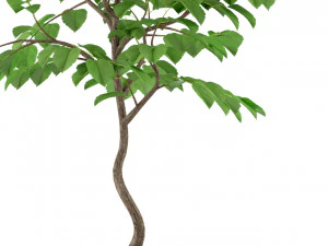 Plants collection 245 3D Model