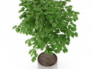 Plants collection 245 Modelo 3D