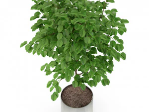 Plants collection 245 3D Model