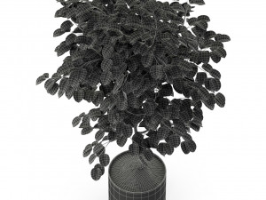 Plants collection 245 Modelo 3D