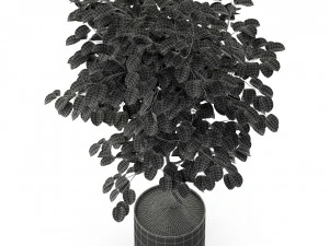 Plants collection 245 3D Model