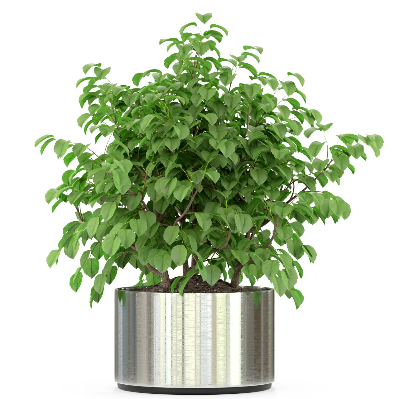 Plants collection 246 3D Model .c4d .max .obj .3ds .fbx .stl .blend 