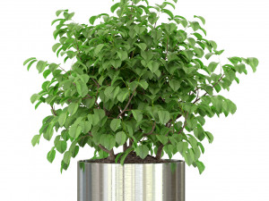 Plants collection 246 3D Model