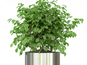 Collezione piante 246 Modello 3D