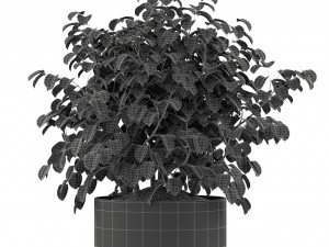 Plants collection 246 3D 模型