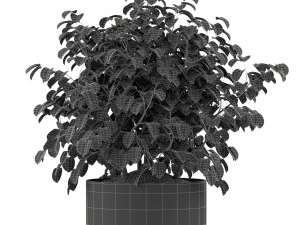 Plants collection 246 3D Model