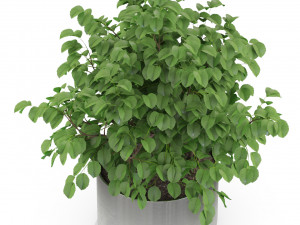 Plants collection 246 3D 模型