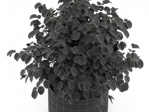 Plants collection 246 3D 模型