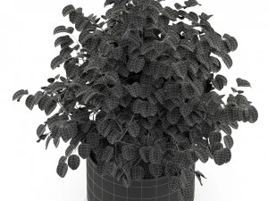 Plants collection 246 3D Model