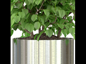 Plants collection 246 3D 模型