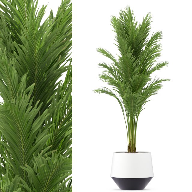 Plants collection 247 3D Model .c4d .max .obj .3ds .fbx .stl .blend 