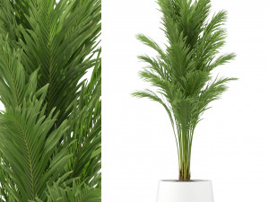 Plants collection 247 3D मॉडल