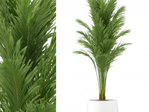 Collezione piante 247 Modello 3D