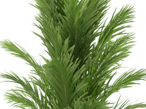 Plants collection 247 3D Model