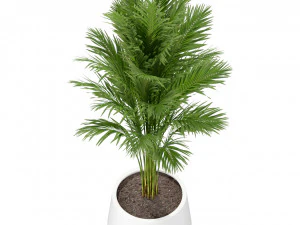 Collezione piante 247 Modello 3D