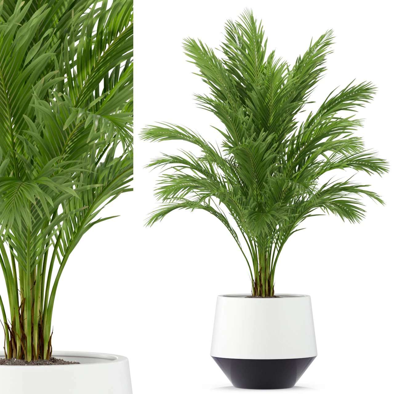 Plantencollectie 248 3D Model .c4d .max .obj .3ds .fbx .stl .blend 