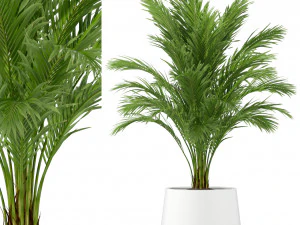 Plantencollectie 248 3D Model