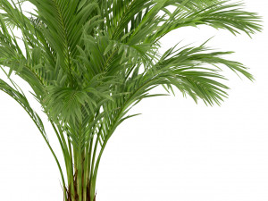 Plants collection 248 3D 모델
