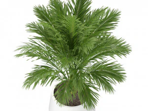 Plantencollectie 248 3D Model